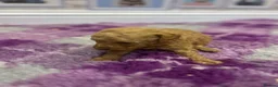 Poodle dogs for sale: Home bred miniature poodles - Advert 13