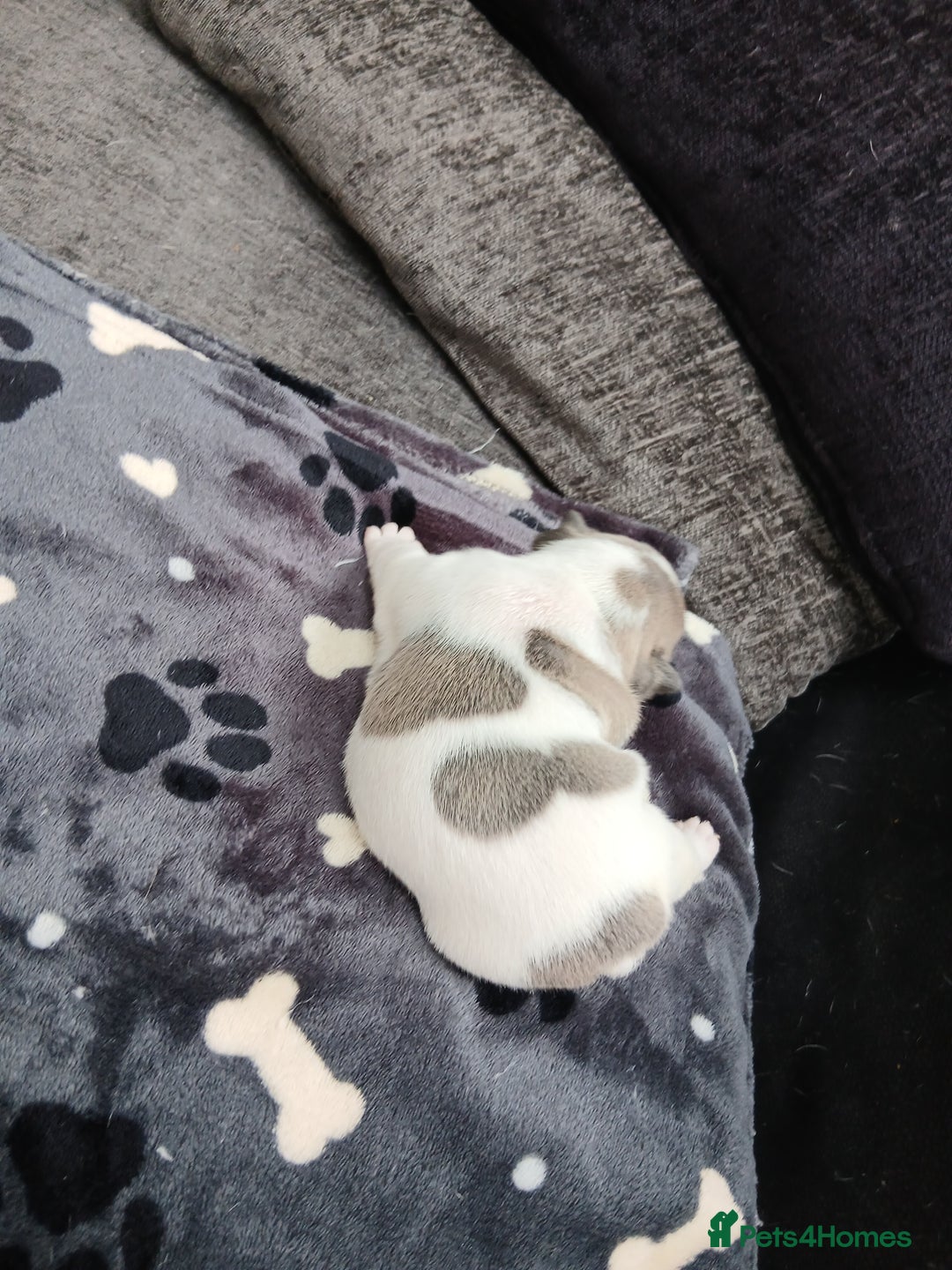 French Bulldog dogs for sale: French bulldog puppies 2 boys 1 girl left in Chatham - Image 14