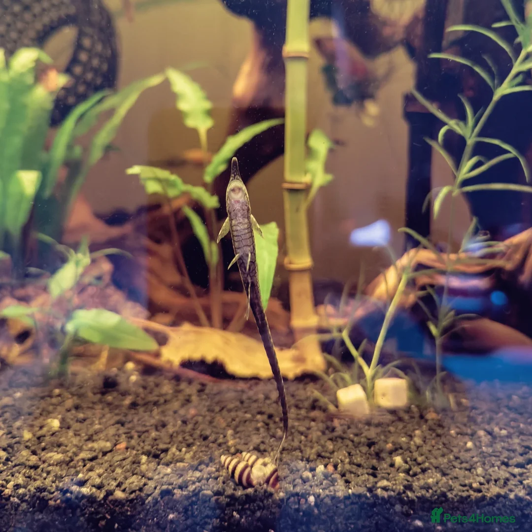 Catfish fish for sale: 3x home-bred juvenile Farlowella Twig Catfish in Camberley - Advert 2