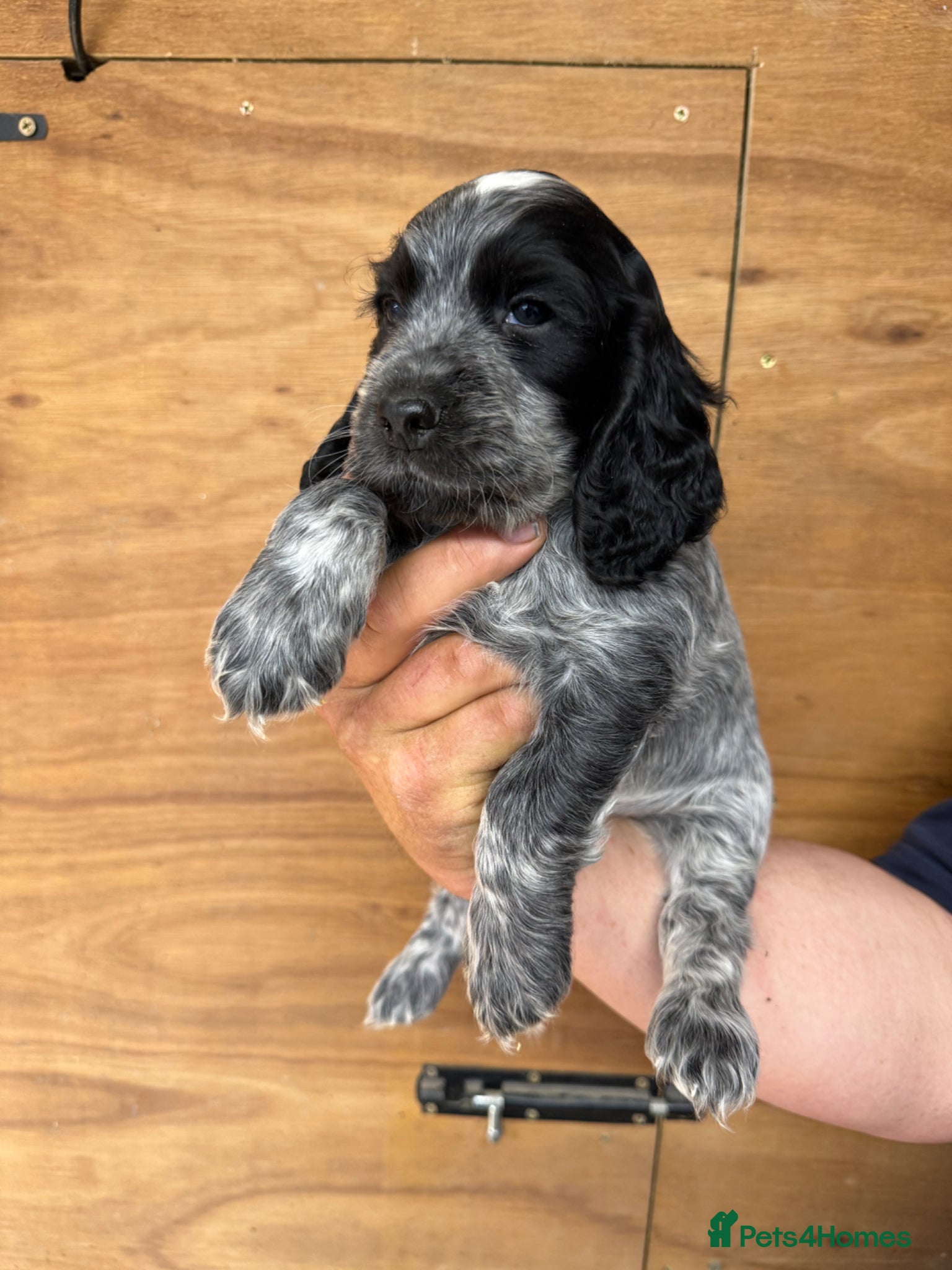 Cocker Spaniel dogs 5 Gorgeous Chunky Show Type Cocker Spaniels  - Advert 2