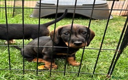 Dachshund dogs for sale: Wirehaired dachshund (Teckel) puppies - Image 14