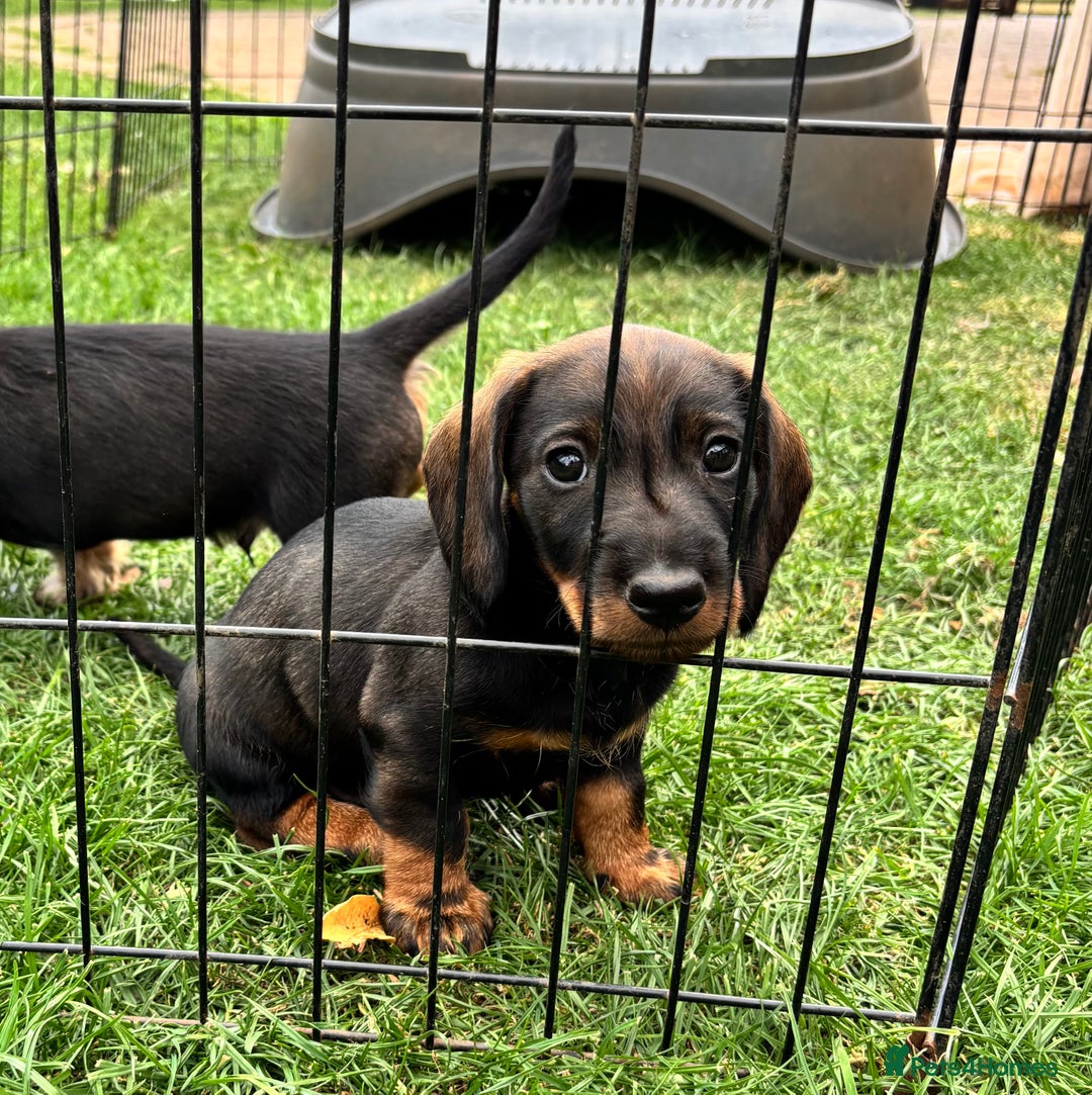 Dachshund dogs for sale: Wirehaired dachshund (Teckel) puppies - Image 14