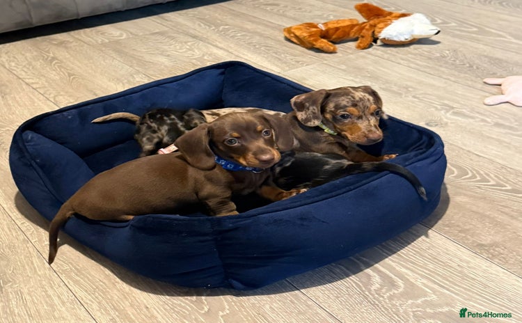 Miniature Dachshund dogs - Advert 1