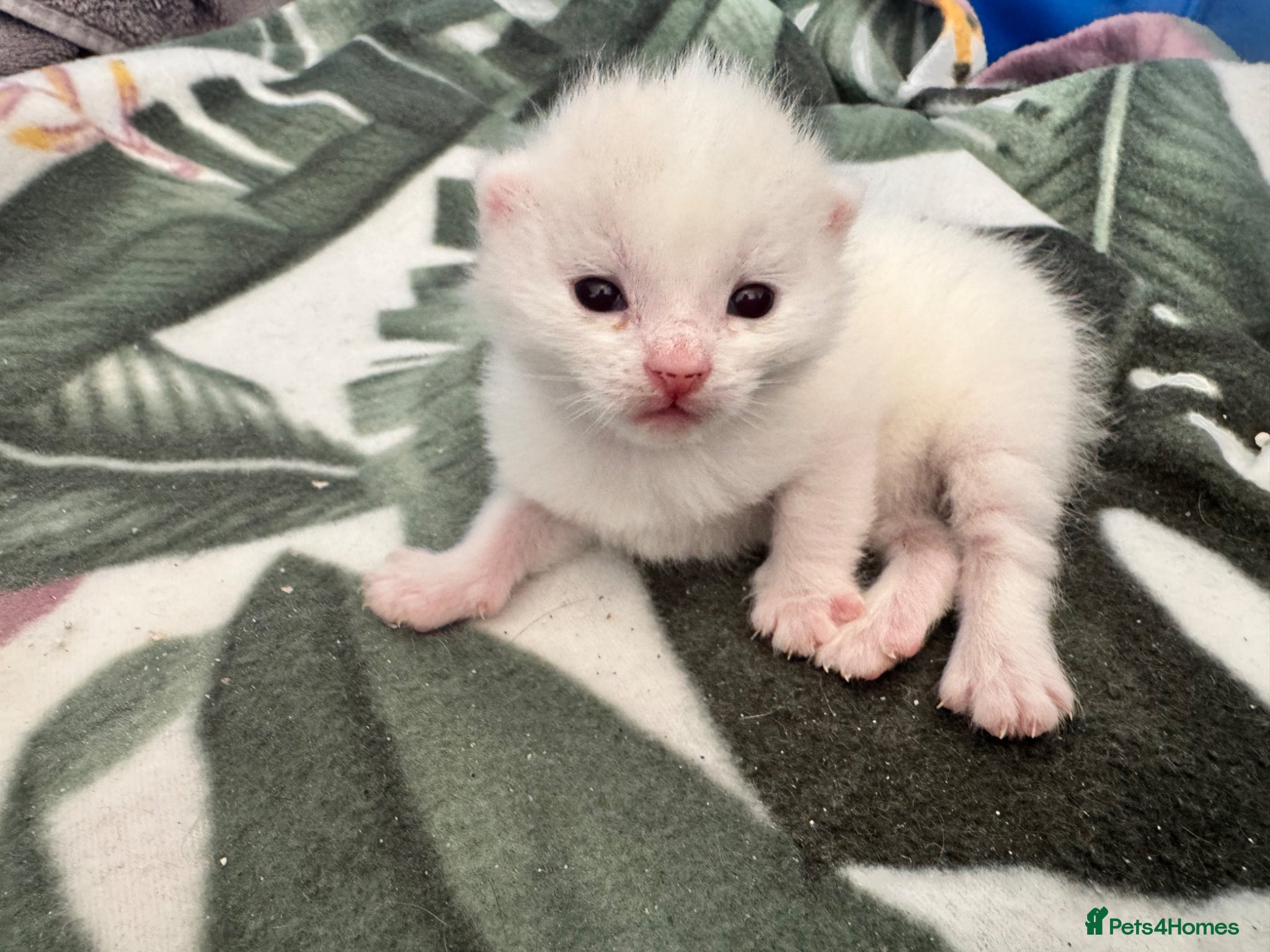 Siamese cats Siamese stunners  - Advert 2