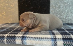 French Bulldog dogs for sale: Beautiful litter of 4 - Image 1