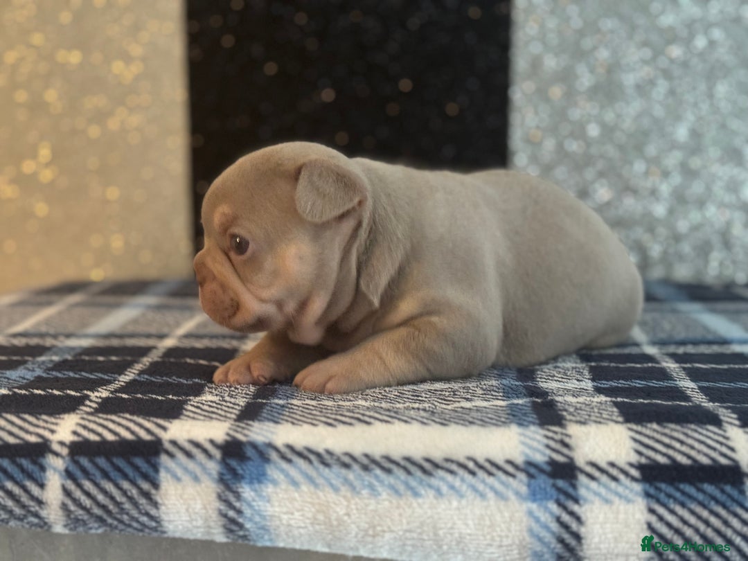 French Bulldog dogs for sale: Beautiful litter of 4 - Image 1