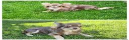 Chihuahua dogs for sale: 2 Gorgeous long coat female chihuahuas - Advert 2