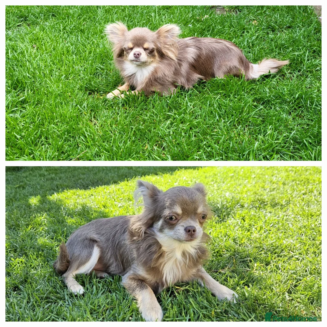 Chihuahua dogs for sale: 2 Gorgeous long coat female chihuahuas - Advert 2