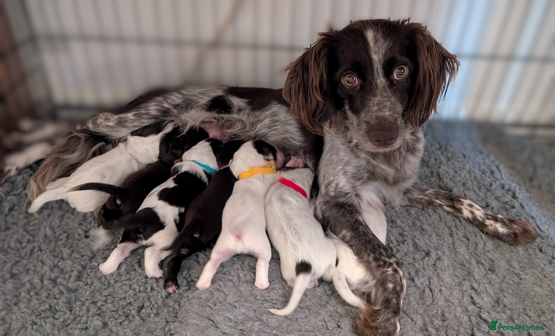Sprocker dogs 7 beautiful sprockers - Advert 13