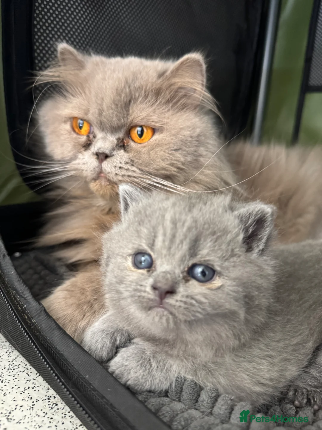 British Shorthair cats for sale: GCCF Reg Blue British Shorthair Girl - Advert 5