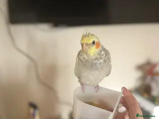 Cockatiels birds Cockatiel - Advert 2