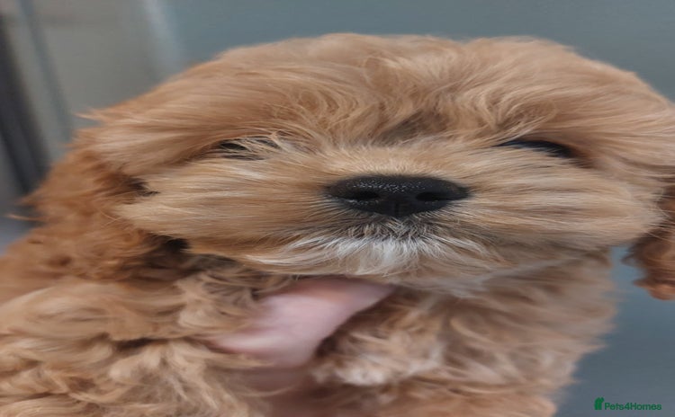 Cockapoo dogs Toy Yankee doodle boy puppy only American cockapoo - Advert 2