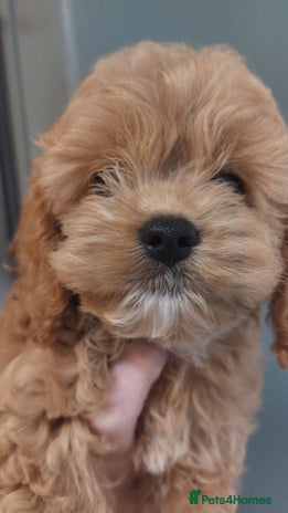 Cockapoo dogs Toy Yankee doodle boy puppy only American cockapoo - Advert 2