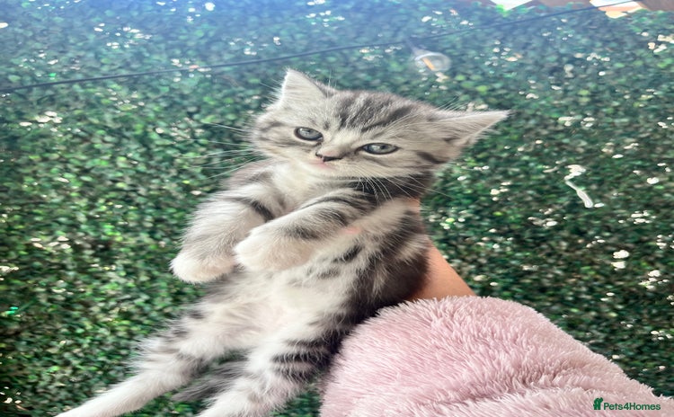 Persian cats - Advert 8