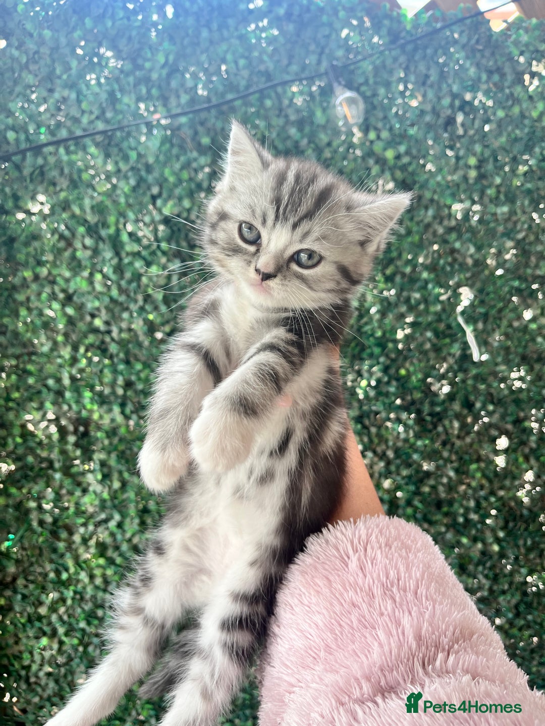Persian cats for sale: Persian Kitten 2 - 1 Silver Doll Faced X Persian female  - Image 4