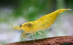 Shrimps fish for sale: 🔥RED, BLUE & YELLOW SHRIMP 🦐 + a free plant 🍃 - Image 7