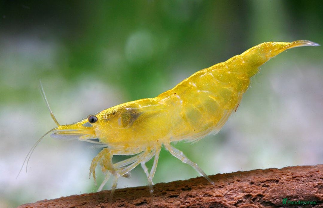 Shrimps fish for sale: 🔥RED, BLUE & YELLOW SHRIMP 🦐 + a free plant 🍃 - Image 7