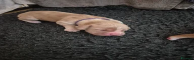Cocker Spaniel 4