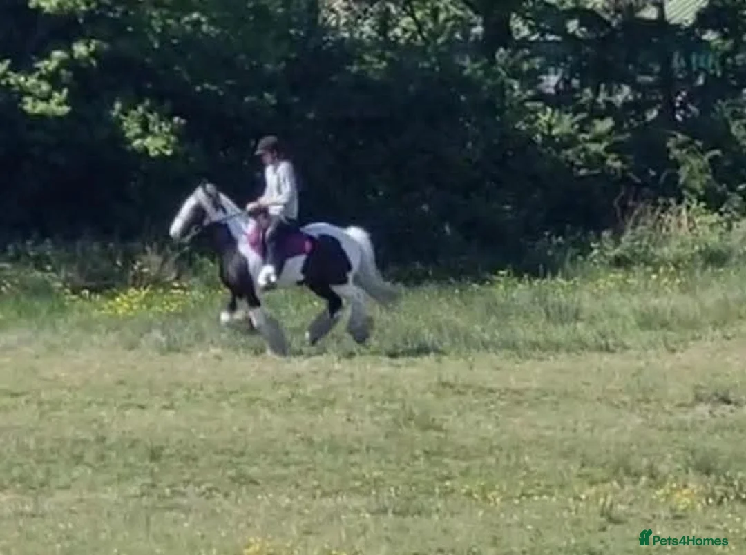 Irish Cob horses for sale: Traditional Cob - Advert 8