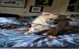 Mixed Breed dogs for sale: 1 girl and 1 boy available now  in London - Image 5