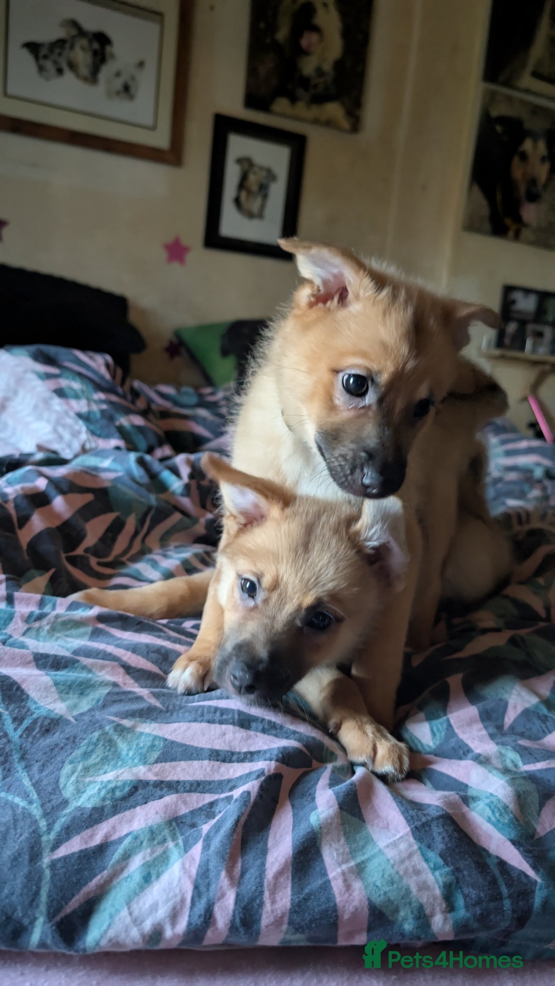 Mixed Breed dogs for sale: 1 girl and 1 boy available now  in London - Image 5