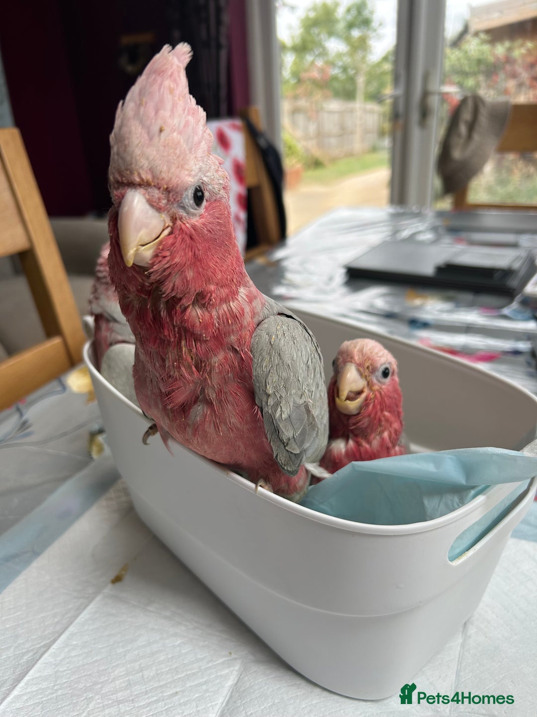 Cockatoo birds for sale: Hand reared Baby Galah Cockatoos  - Image 2