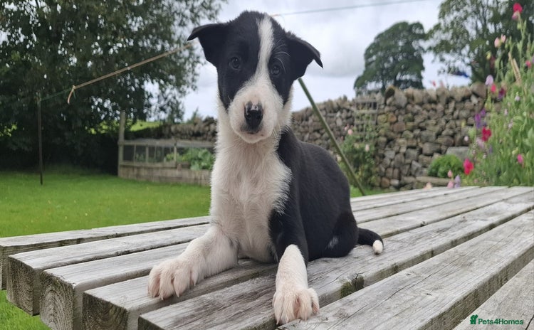 Border Collie dogs - Advert 9