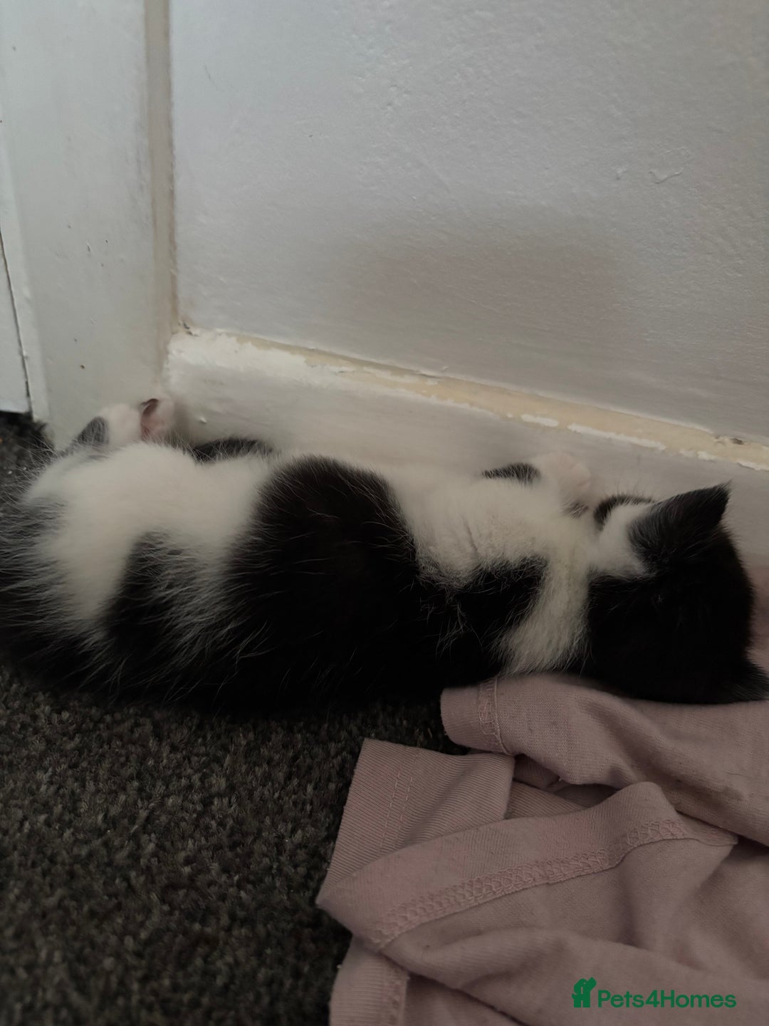 Exotic cats for sale: 1 Male 1 female in Tilbury - Image 2