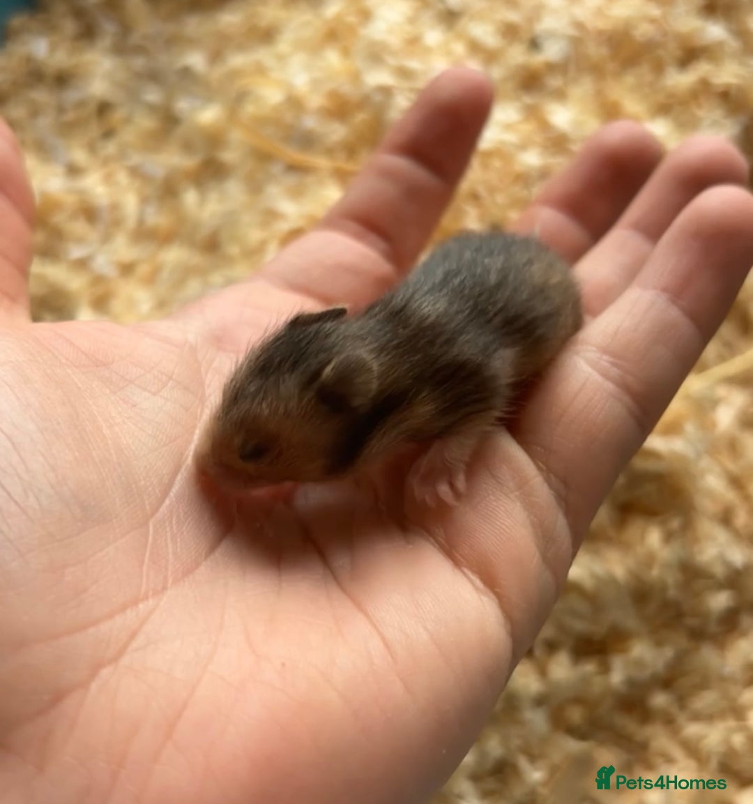 Hamster rodents for sale: Baby Syrian hamsters - Image 6