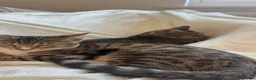 Mixed Breed cats for sale: 2 Half Bengal x Tabby kittens (Must go together.) - Advert 3