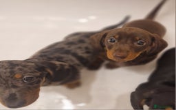 Miniature Dachshund dogs for sale: Miniature Dachshund - Image 2