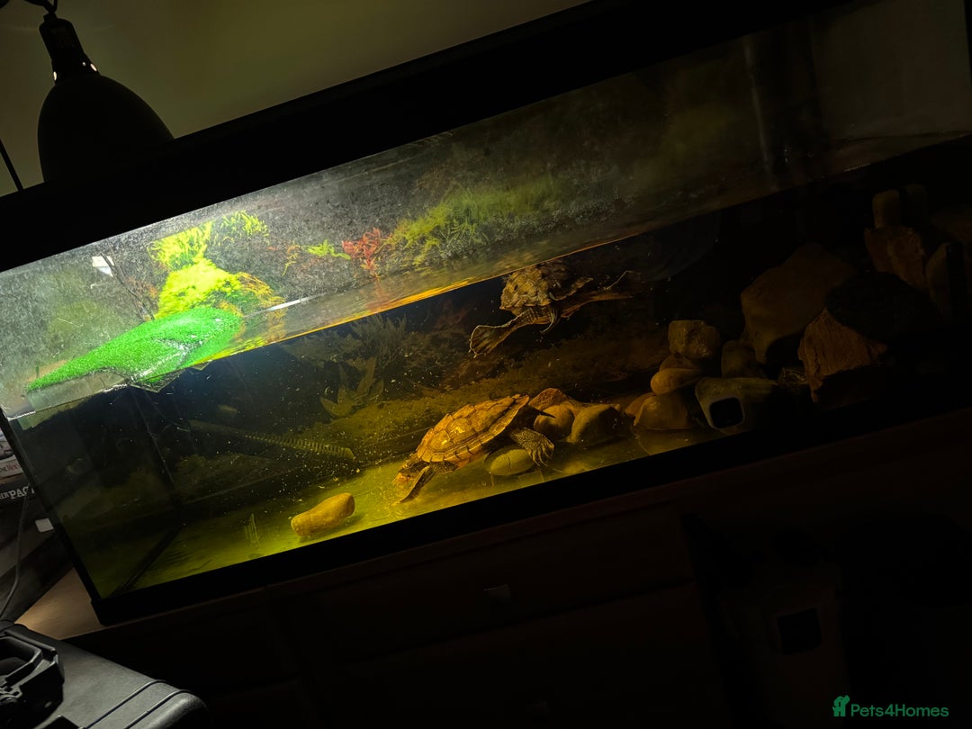 Turtle reptiles for sale: Mississippi Map Turtles - Image 4