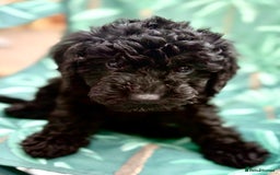 Cockapoo dogs for sale: Cockapoo puppies - Image 5