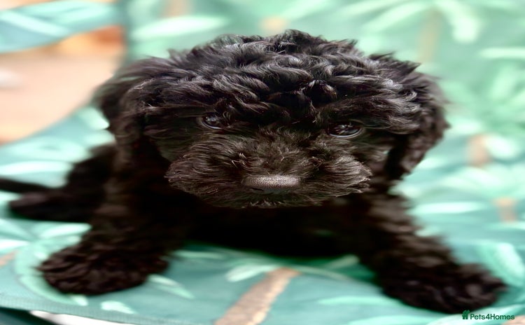 Cockapoo dogs - Advert 16