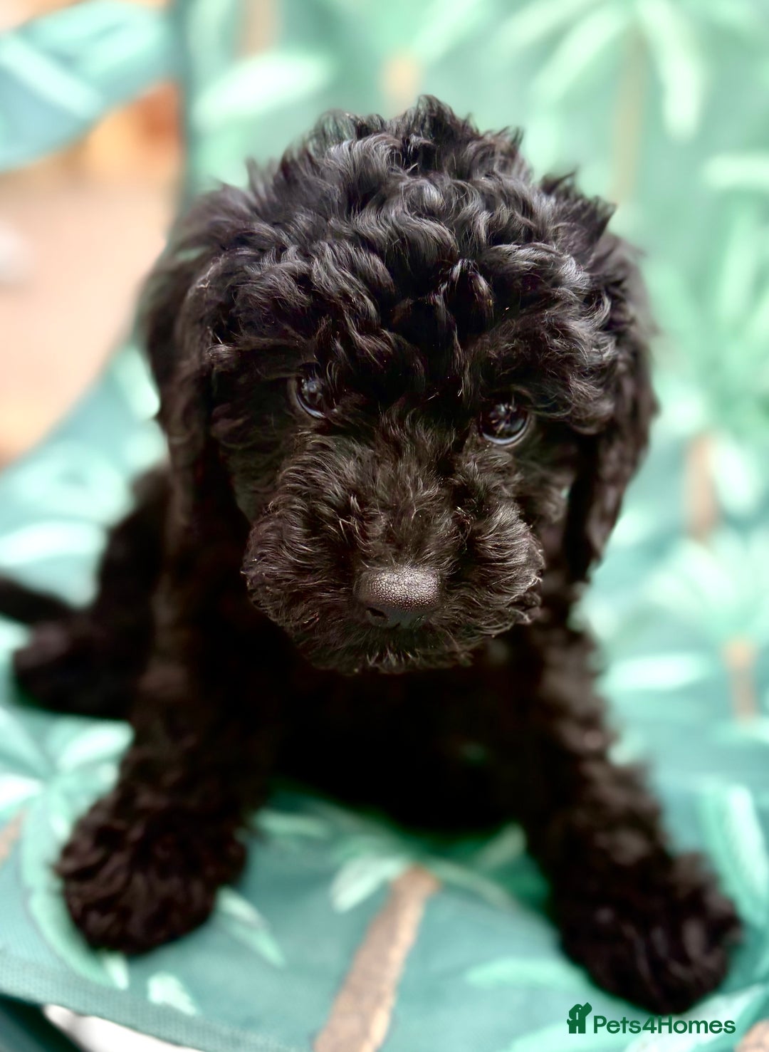 Cockapoo dogs for sale: Cockapoo puppies - Image 5