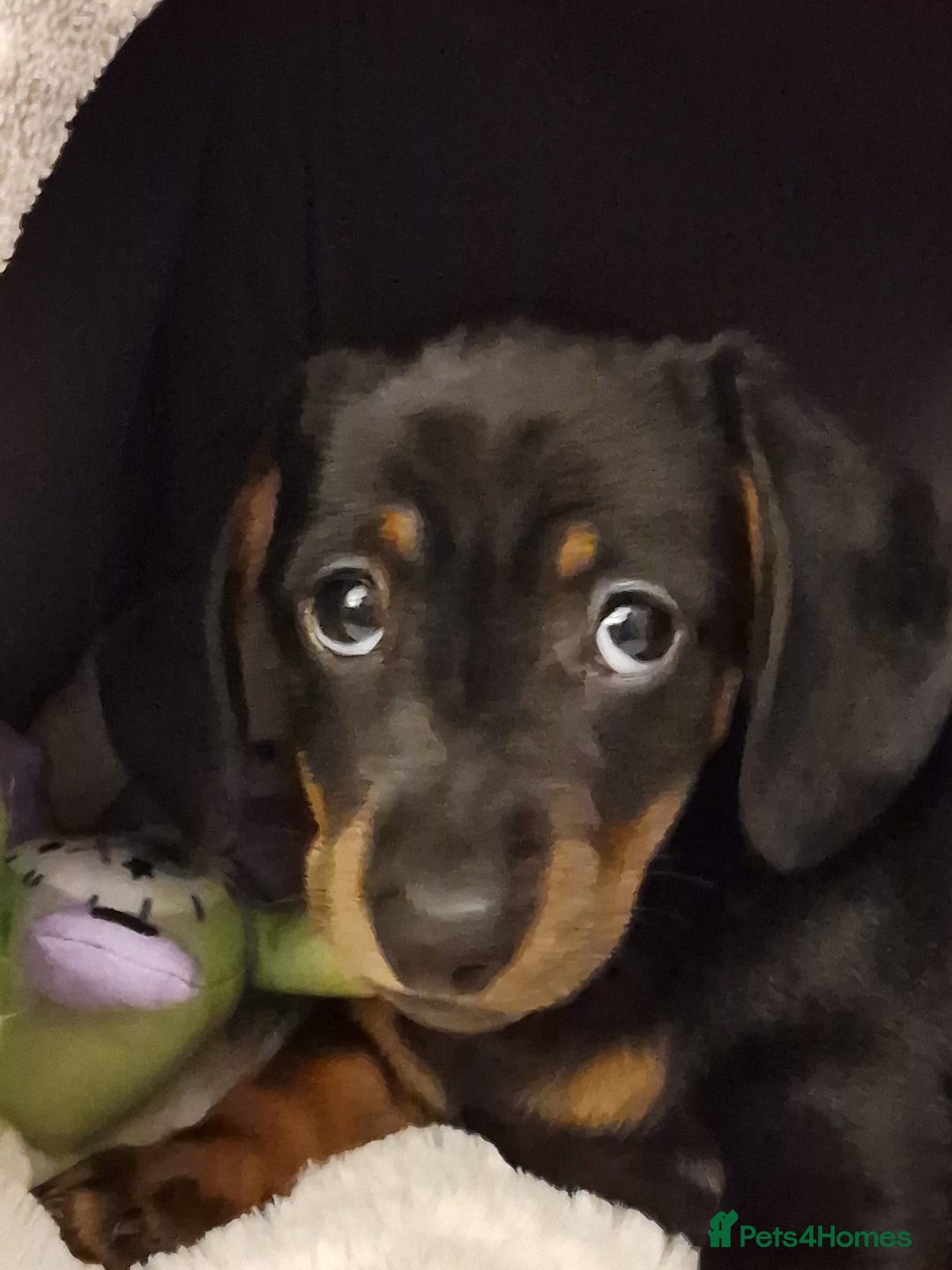 Dachshund dogs for sale: Female Mini Dachshund Puppy (Smooth, Short hair) - Advert 5