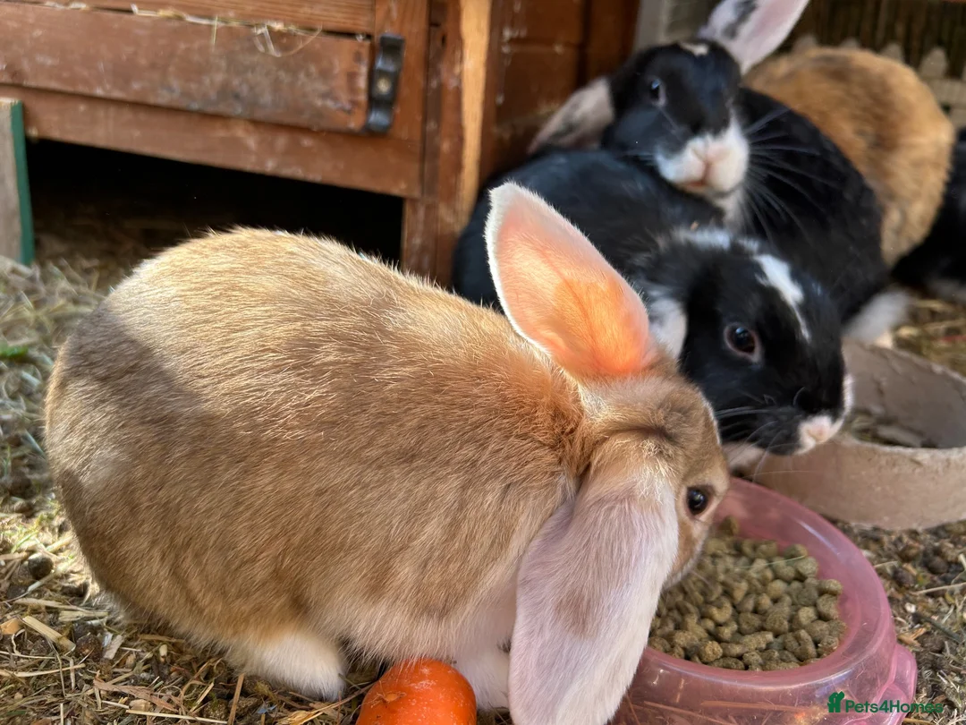 Mixed Breed rabbits for sale: Mixed breed male  - Advert 8