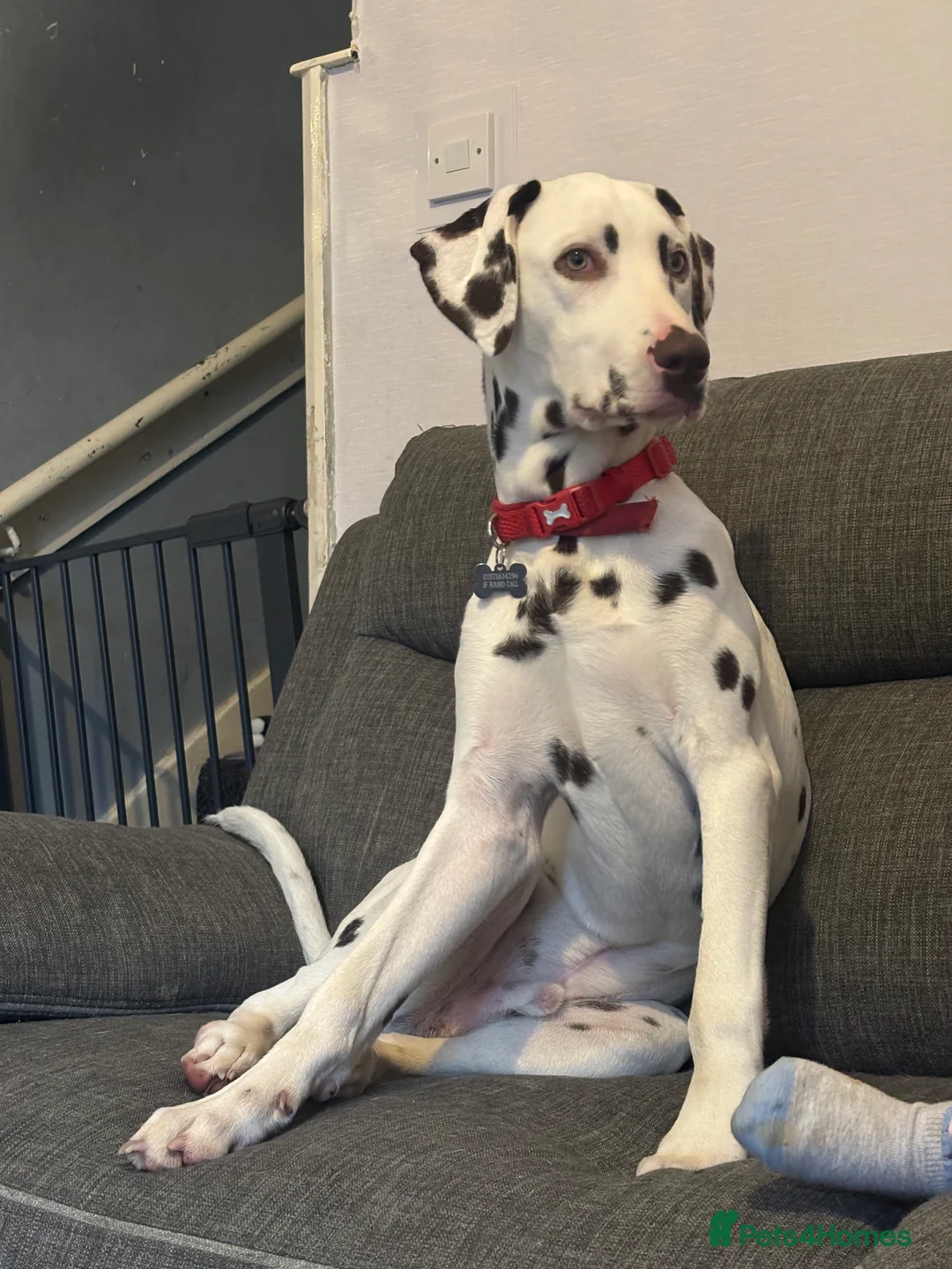 Dalmatian dogs for sale: 8 month old Dalmation  - Advert 1