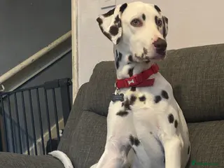 Dalmatian dogs 8 month old Dalmation - Advert 3