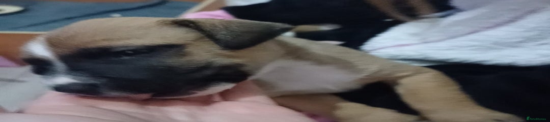 Mixed Breed Puppy 5