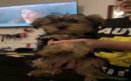 Yorkshire Terrier dogs for sale: Adorable Yorkshire Terrier girl puppies  - Image 12