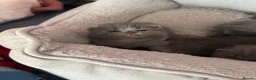 British Shorthair cats for sale: British Shorthair  - Advert 14