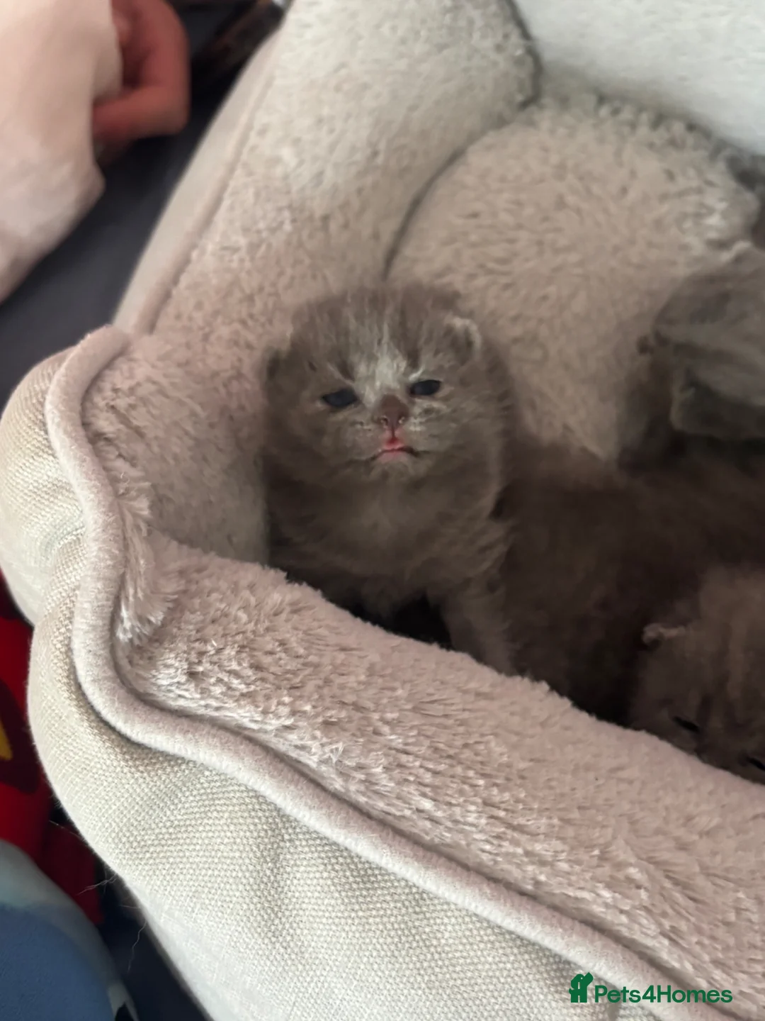 British Shorthair cats for sale: British Shorthair  - Advert 14