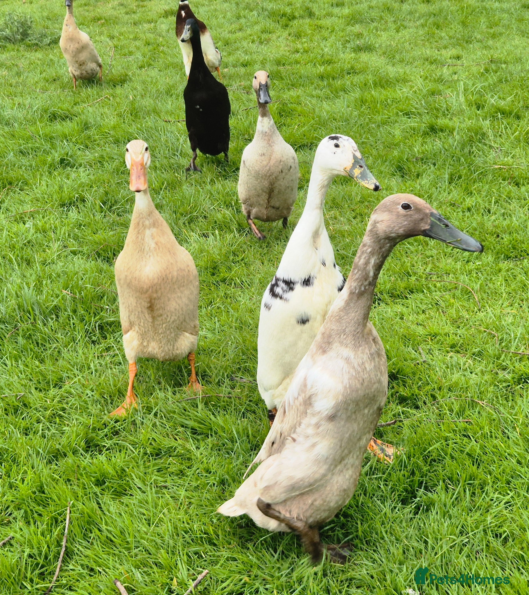 Ducks poultry Indian Runner ducklings  - Advert 1