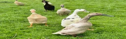 Ducks poultry for sale: Indian Runner ducklings  - Advert 1