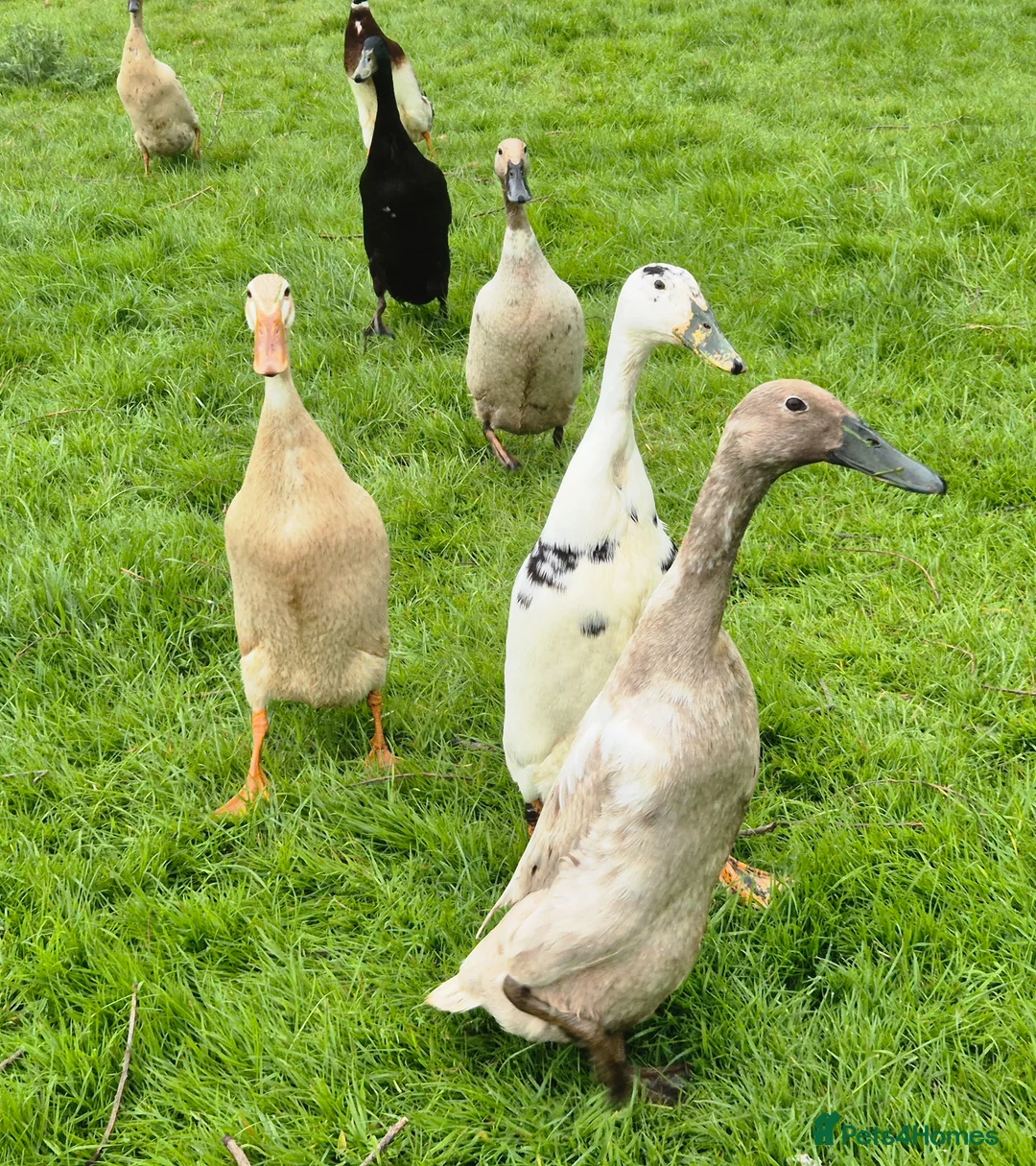 Ducks poultry for sale: Indian Runner ducklings  - Advert 1