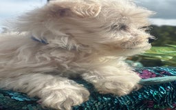 Maltipoo dogs for sale: F1 maltipoo - Image 4
