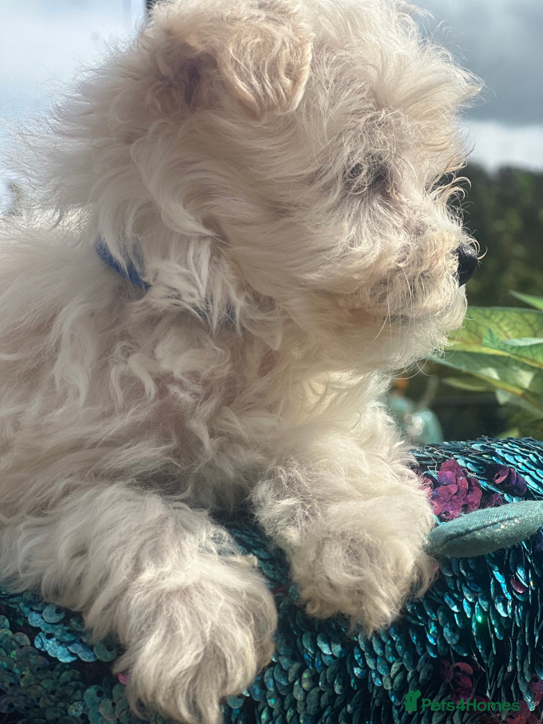 Maltipoo dogs for sale: F1 maltipoo - Image 4