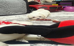 Maltese dogs for sale: Maltese puppy’s  - Image 9