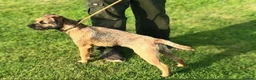 Border Terrier dogs for sale: Border terrier puppies in Lanark - Advert 13